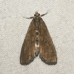 Elophila gyralis