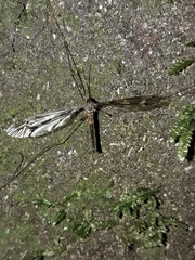 Leptotarsus binotatus