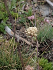 Antennaria rosea