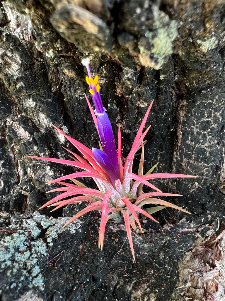 Tillandsia ionantha rosette detail