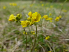 Draba sibirica