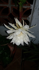 Epiphyllum