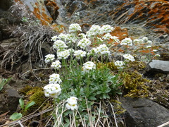 Schivereckia podolica