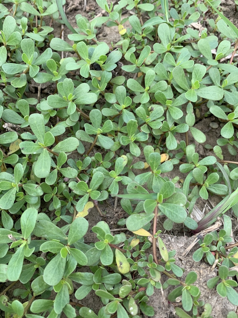 Common Purslane from IA-1, Richland, IA, US on July 05, 2019 at 01:21 ...