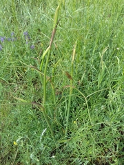 Peucedanum morisonii