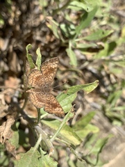 Calephelis nemesis dammersi