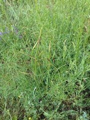 Peucedanum morisonii