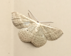 Lepidoptera
