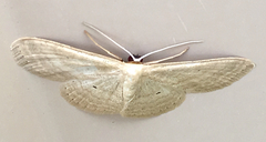 Lepidoptera