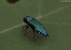 Agrilus acutus