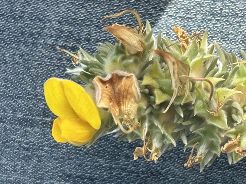 Floppy Capegorse (Aspalathus nickhelmei)
