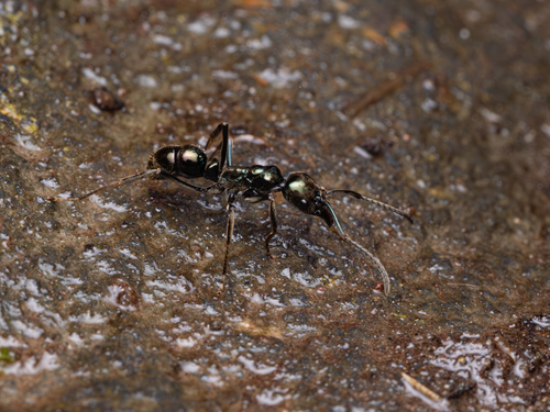 Neoponera carbonariaNeoponera carbonaria