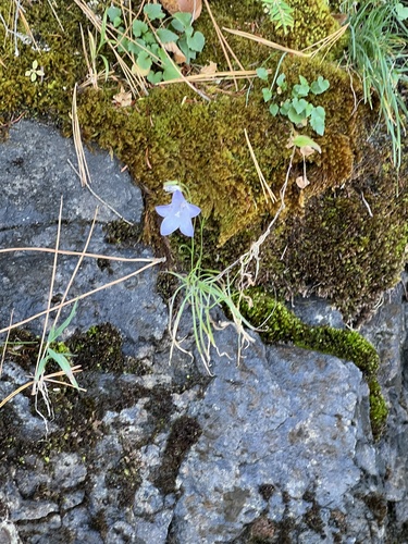Image of Campanula intercedens by (c) redrovertracy, some rights reserved (CC BY)