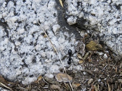 Camponotus laevissimus