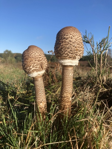 Observation photo. Species name: 