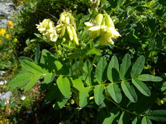 Astragalus frigidus
