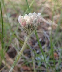 Antennaria rosea