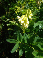 Astragalus frigidus