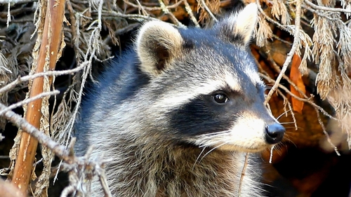 Common Raccoon photographed in Arkansas