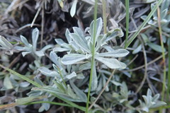 Antennaria rosea