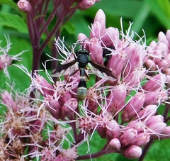 Physocephala furcillata