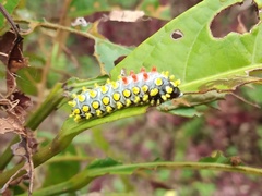 Cyclosia papilionaris