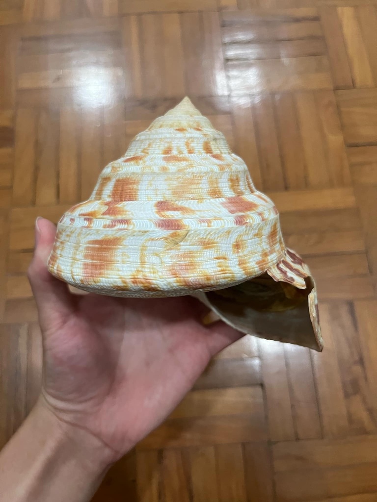 Adanson's slit shell (Entemnotrochus adansonianus) · iNaturalist