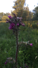 Cirsium palustre