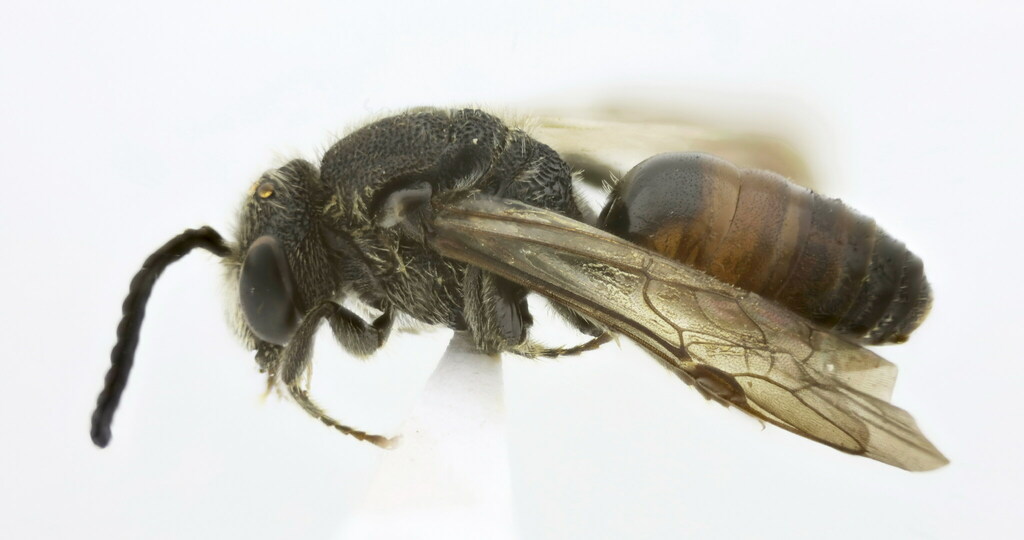 Rough-backed Blood Bee