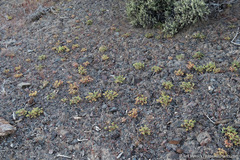 Lupinus brevicaulis