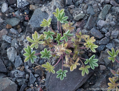 Lupinus brevicaulis