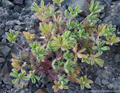 Lupinus brevicaulis