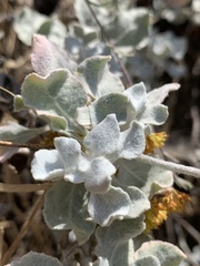 Eriogonum crocatum
