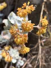 Eriogonum crocatum