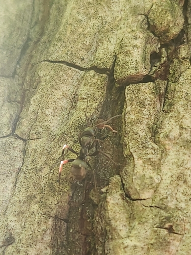 Silky field ant