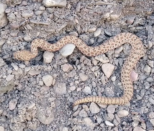 iNaturalist observation 2021-06-09