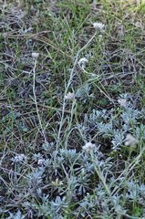Antennaria rosea