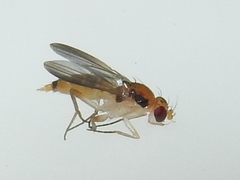 Sobarocephala