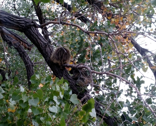 iNaturalist observation 2018-09-15