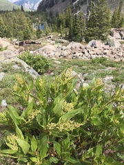 Koenigia phytolaccifolia