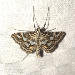 Elophila ekthlipsis