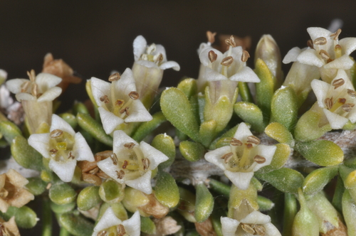 Image of Lycium Ameghinoi (Lycium ameghinoi) by (c) aacocucci, some rights reserved (CC BY)
