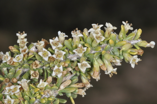 Image of Lycium Ameghinoi (Lycium ameghinoi) by (c) aacocucci, some rights reserved (CC BY)