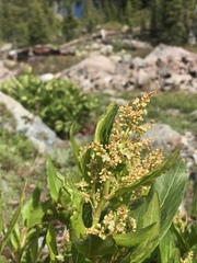 Koenigia phytolaccifolia