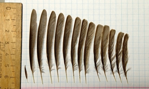 Plume de Fauvette des jardins