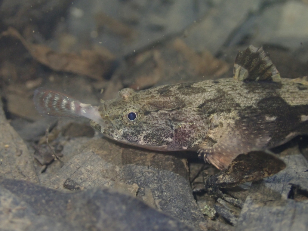 Goby (Oxyeleotris marmorata) — Eleotridae