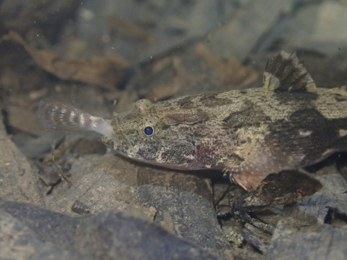 Goby (Oxyeleotris marmorata) — Eleotridae