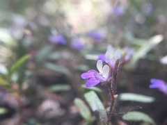 Collinsia torreyi