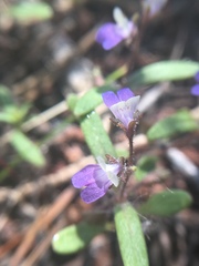 Collinsia torreyi