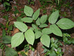 Hylodesmum